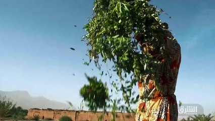 علم العواطف