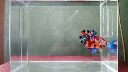 Cupang Indonesia Nemo galaxy