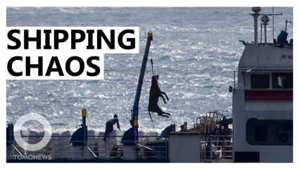 Why COVID Shipping Bottlenecks Could Take Years to Untangle