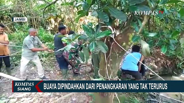 BKSDA Jambi Evakuasi Belasan Buaya yang Kabur ke Sungai dari Penangkaran Terbengkalai