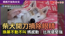 柴犬開刀摘除眼睛 換藥不動不叫 媽感動：比我還堅強