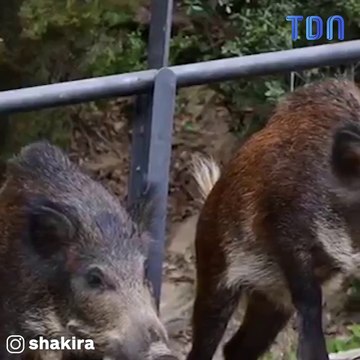 Shakira violement attaquée et volée par des sangliers dans un parc à Barcelone