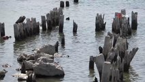 Van Gölü'nde korkunç çekilme: Yüz yıllık iskele su yüzeyine çıktı