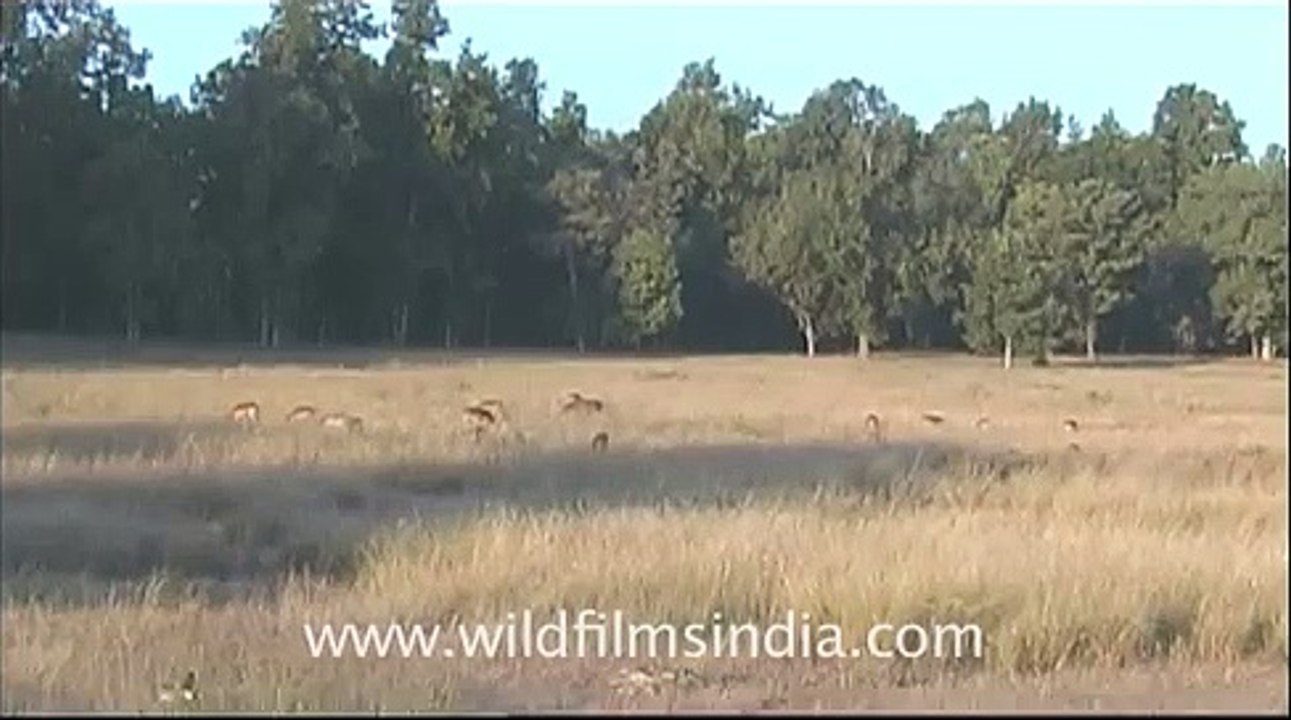 Freewill Barasingha!