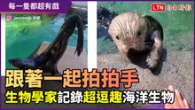 「你拍地板我也跟著拍！」海獺超有戲 讓人百看不厭