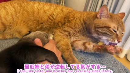 Adik kucing yang bisa merawat dirinya sendiri