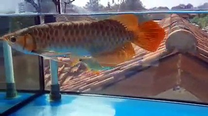 arowana (8)