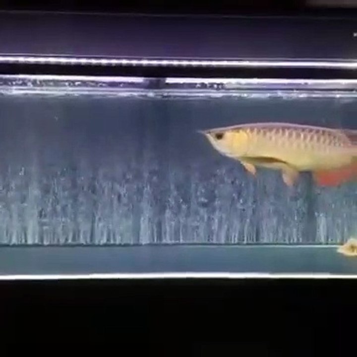 arowana (2)