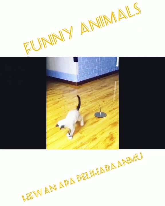 Funny animals