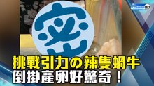 挑戰引力の辣隻蝸牛 倒掛產卵好驚奇