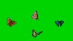 Colourful butterflies Green screen Animation effects HD footage , chroma key effect, green screen effect