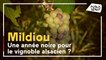 Une année noire pour le vignoble alsacien