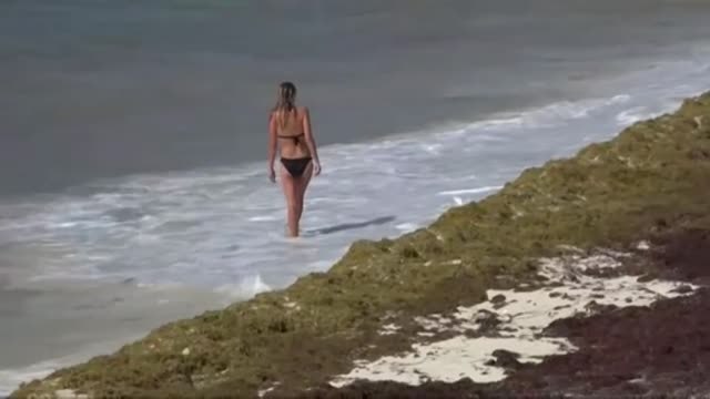 Las invasoras algas marinas conocidas como 'sargazo' invaden buena parte de la costa mexicana