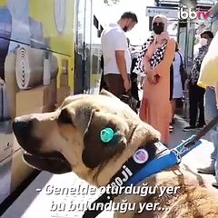 İBB: İstanbul'u turlayan köpek BOJİ'nin bakımını yaptık, GPS taktık, artık nerede ne yapıyor biliyoruz