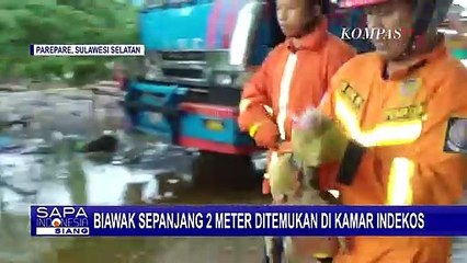 Tanpa Permisi, Biawak Masuk Kamar Indekos Bikin Heboh Warga Parepare!