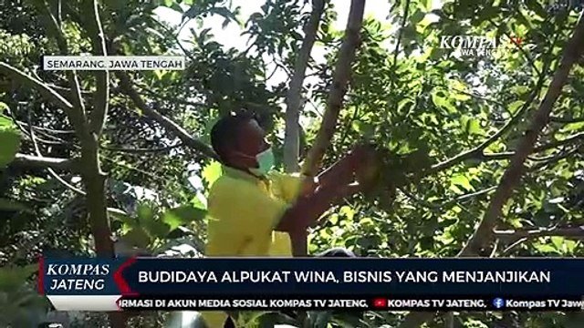 Budidaya Alpukat Wina, Bisnis Yang Menjanjikan