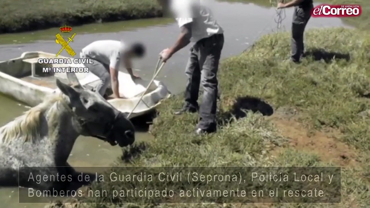 Rescatan a un caballo atrapado en un caño de ma...