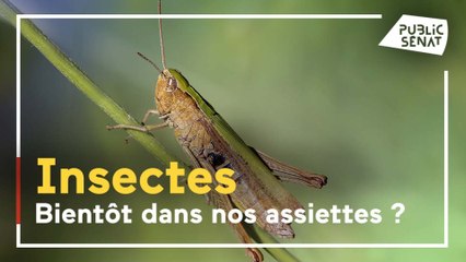 Bientôt des insectes dans nos assiettes !