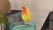 Baby Animals  Funny Parrots and Cute Birds Compilation