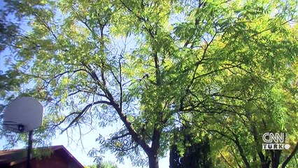 Sincap ağaçtan topladığı cevizleri kaputta depoladı