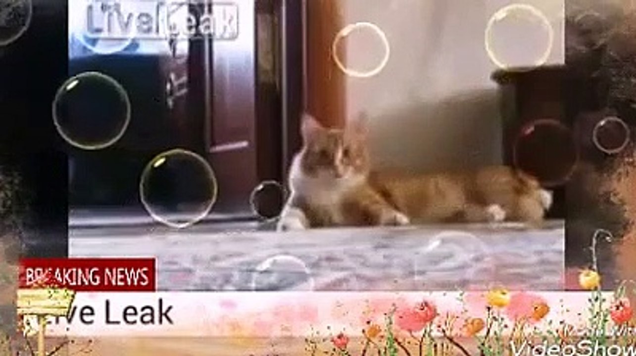 videoplayback