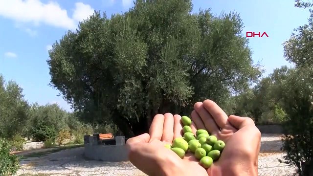 1659 Yaşındaki Zeytin Ağacı Hasat Edilecek