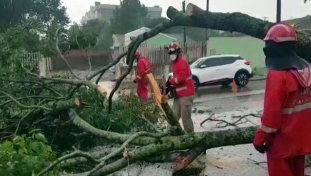 Corpo de Bombeiros realiza corte de árvore na Rua Cuiabá
