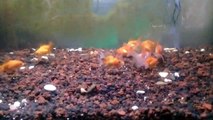 Oranda chef fish 3 - 4 cm