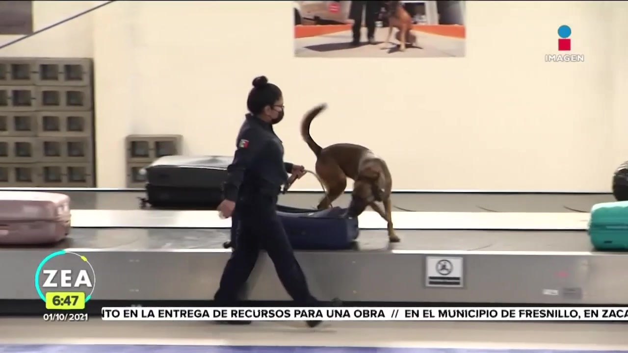 Aduanas reciben a caninos para combatir el ingreso de drogas a México