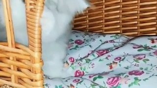 cute animals videos