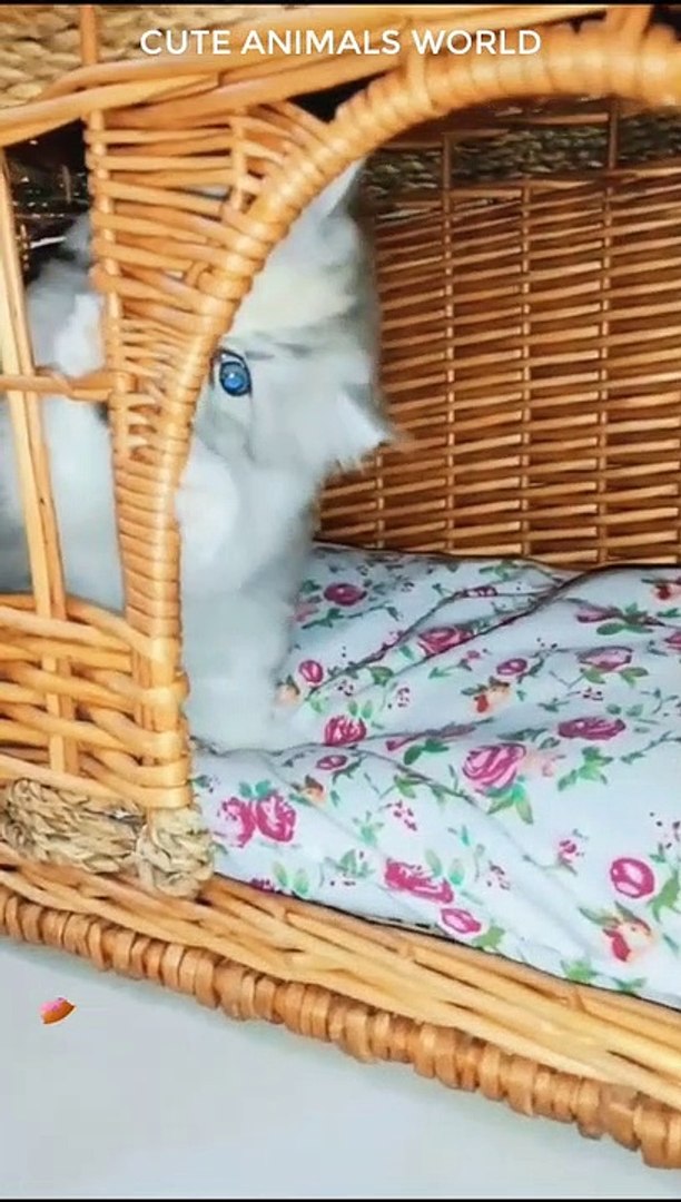 cute animals videos
