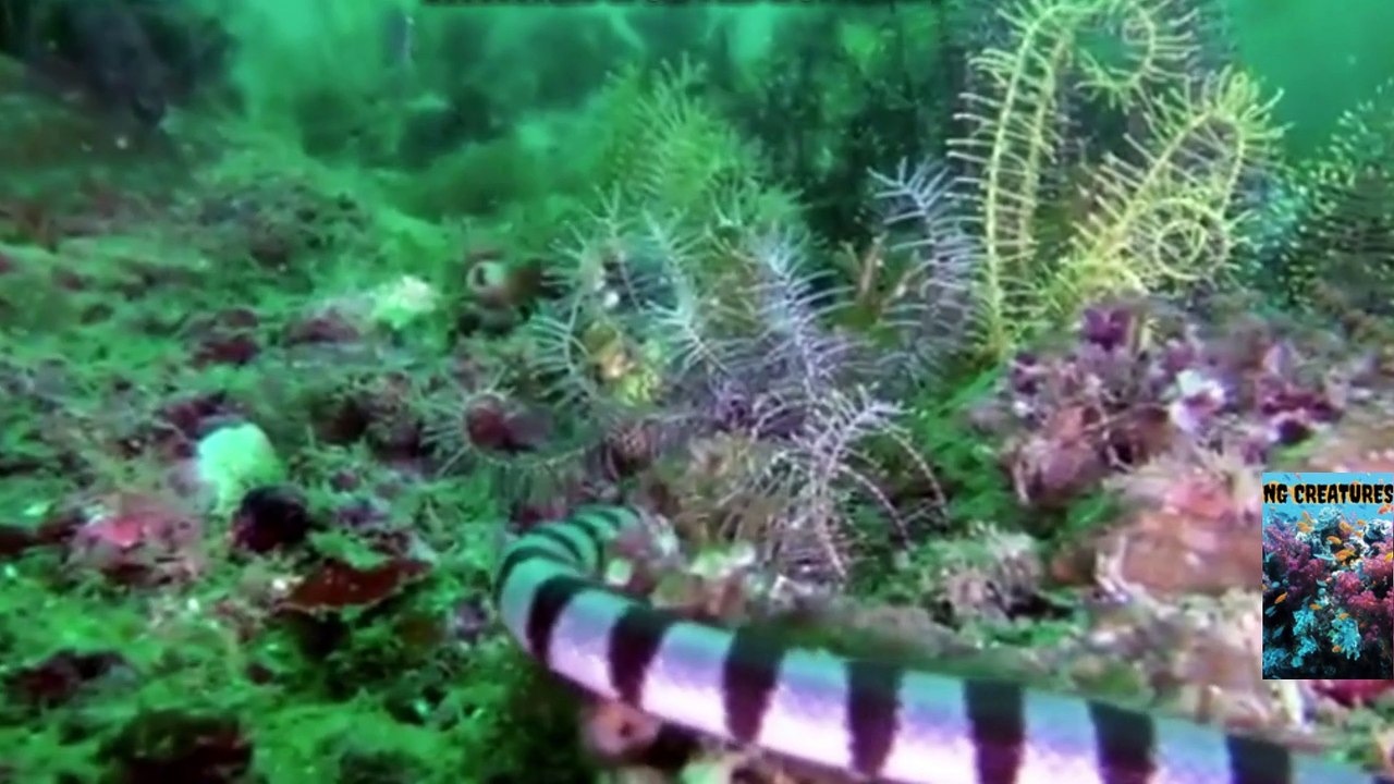 SCUBA DIVING MALDIVES SOUTH 4K EP 20