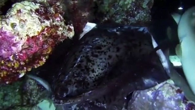 Diving Maldives EP 16 NURSE SHARK AT NIGHT
