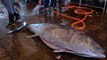 Amazing  Bluefin Tuna fish cutting skills ( 480 X 854 )