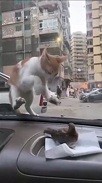 Ce chat regarde son repas mais ne peut pas y toucher