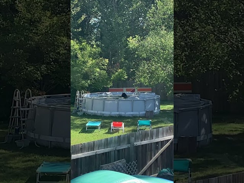 Bear Blows Bubbles in Backyard Pool