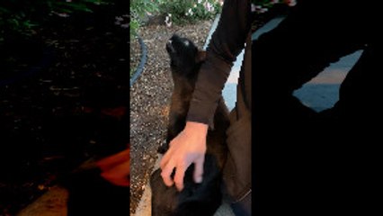 Cat Makes Unique Noises