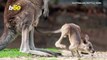 Leaping Lineage! Cute Footage Shows Baby Kangaroo Hopping for the First Time!