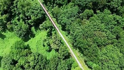 Relaxing Piano & Nature Music 🎶