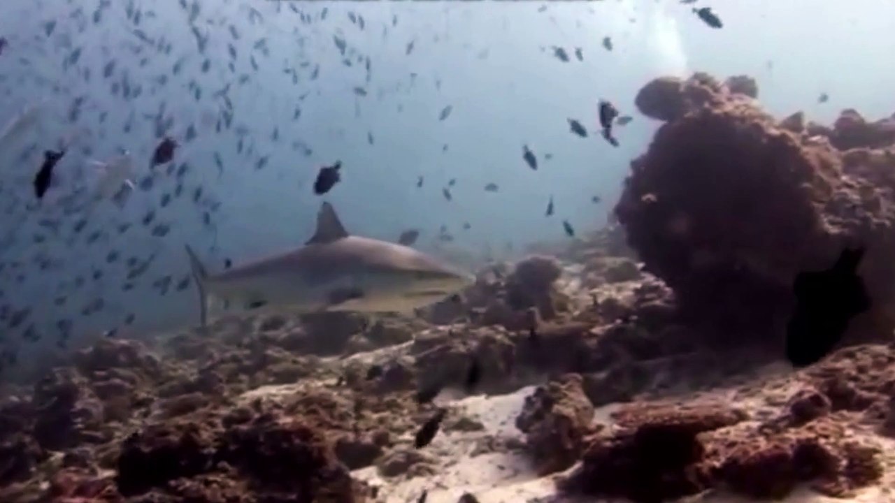 Diving In Maldives EP 2