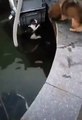 Dog [HERO] Saves Cat from Water