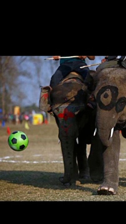 Elephant playing games
