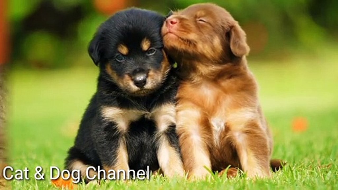 Cute Puppy Video Cute Dog videos