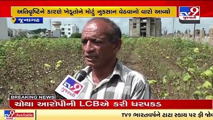Farmers from Vanthli incur major losses due to heavy rainfall, Junagadh _ TV9News