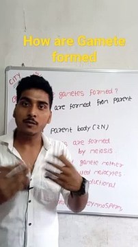 How are Gamete formed | How are Gamete formed in Hindi | How are Gamete formed biology | How are Gamete formed in Diploid parent body #cityclasses