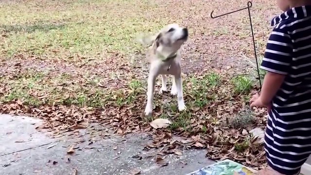 Animal HEROES Protecting Their Owners! _ Best Moments