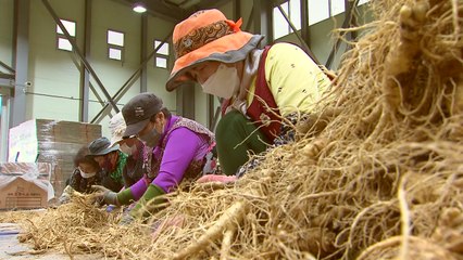 전국 인삼 한 자리에...'풍기 인삼 엑스포' 1년 앞으로 / YTN