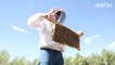 Melifera : des abeilles qui créent le buzz | Reportage