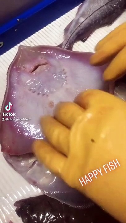 This fish Survives and is released again