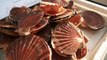 Sea Scallops vs. Bay Scallops: What's the Difference?